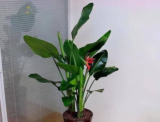 探秘橡皮树开花周期（了解橡皮树开花需要注意的事项）