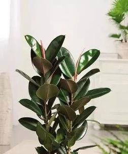 正确浇水方法让橡皮树茁壮成长（保持土壤湿润是关键）