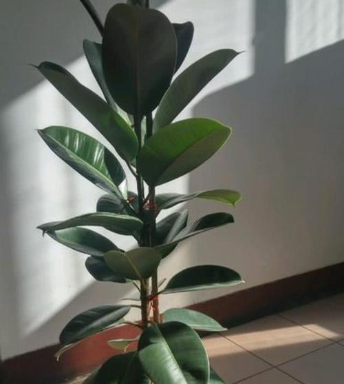 如何在室外露天养殖橡皮树（探究橡皮树的适宜环境和注意事项）