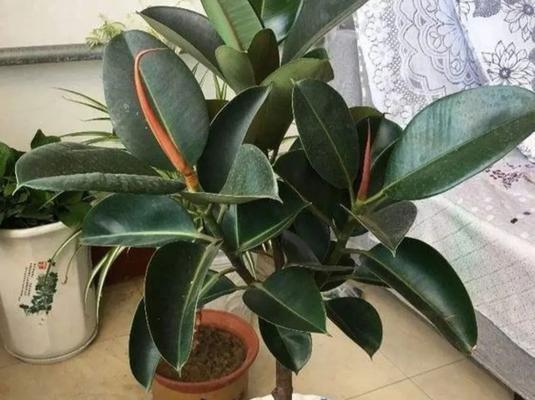 探秘橡皮树的生长环境和特点（生态）