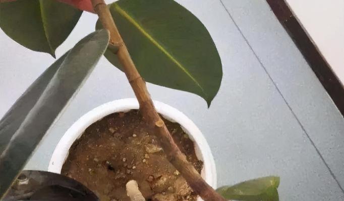 橡皮树种植土壤配比详解（如何为橡皮树配制最佳土壤）