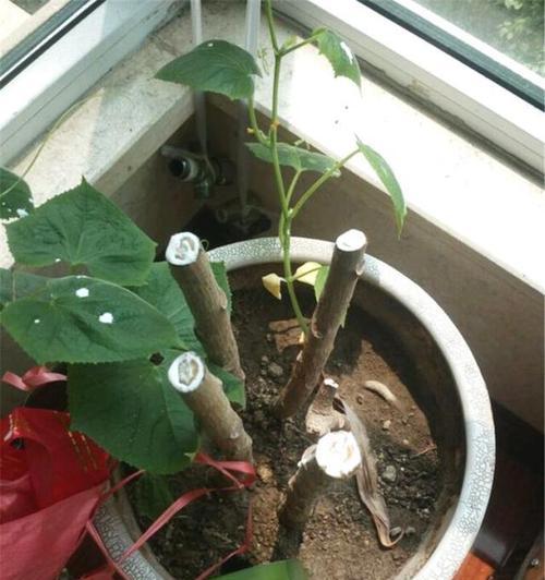 橡皮树的修剪与美化（打造舒适的橡皮树花园）