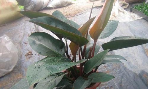 橡皮树种植全攻略（如何选取种植时间和方法）
