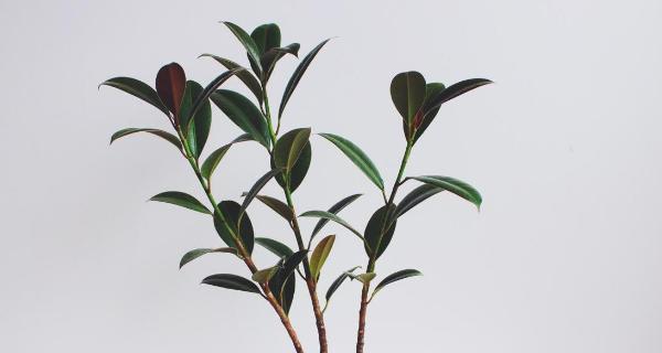 橡皮树种植全攻略（如何选取种植时间和方法）