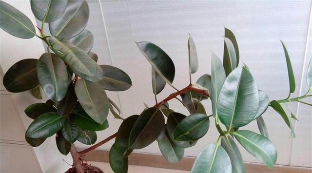 橡皮树种植全攻略（如何选取种植时间和方法）