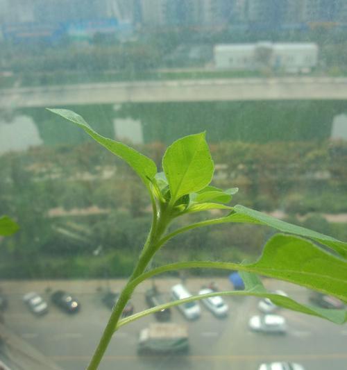 如何防治向日葵长虫子（掌握有效方法）
