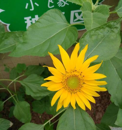 向日葵在冬天开花吗（寒冬中的向日葵开花奇迹）