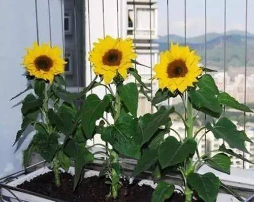 向日葵的养护与种植（向日葵的种植方法和养护要点）