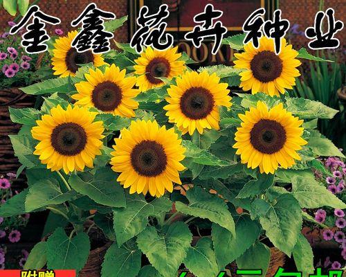 向日葵的种植时间和技巧（春季或夏季种植｜全年阳光充足｜选择合适的品种）