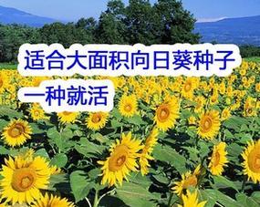 向日葵的种植时间和技巧（春季或夏季种植｜全年阳光充足｜选择合适的品种）