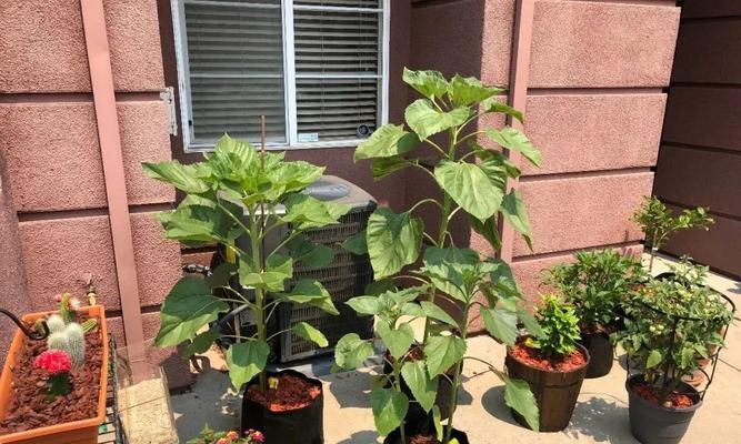 向日葵的水分需求与养护技巧（如何科学浇水才能让向日葵茁壮成长）