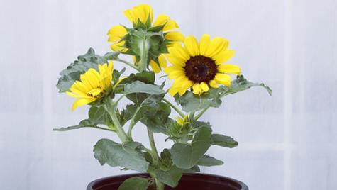 向日葵花盆栽种植全攻略（从选盆到养护）