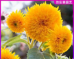 院子里也能种向日葵（让夏日更加美丽和温馨）