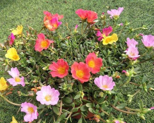 院子里也能种向日葵（让夏日更加美丽和温馨）