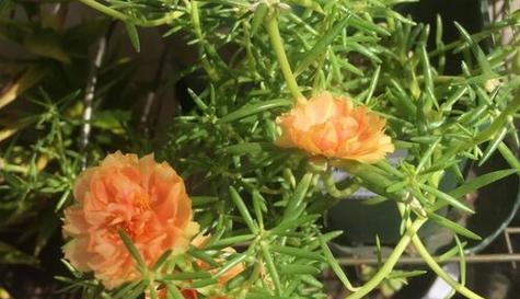 向日葵不是木本植物（探究向日葵的植物分类和特征）
