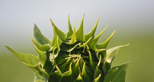 向日葵并不是热带植物（探究向日葵的生长环境和适应能力）
