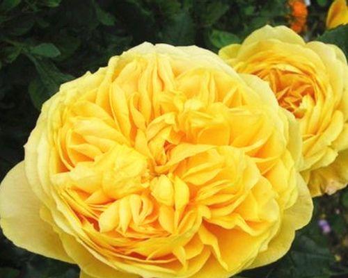 以黄月季花代表的意义（探索花卉象征和文化传承的秘密）