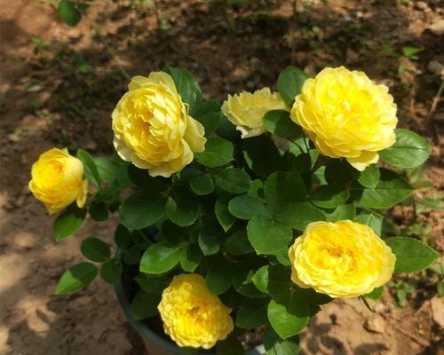 以黄月季花代表的意义（探索花卉象征和文化传承的秘密）