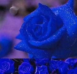 以蓝色妖姬的花语与意义（蓝色妖姬花所代表的美丽与神秘）