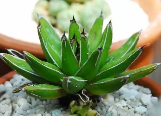 龙舌兰的花语和寓意——坚韧不拔的生命力（龙舌兰）