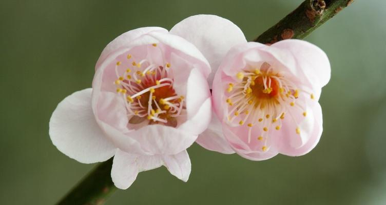 梅花的花语与象征意义（以梅花代表的花语及文化意义解读）