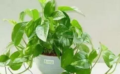 用苹果代表生肖，探究其中的象征意义（苹果在中国文化中的象征意义及其与生肖的关联）