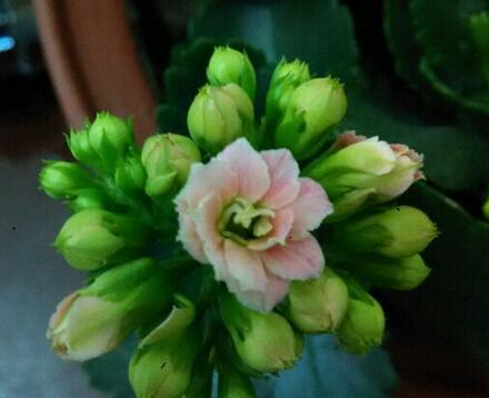 球菊花语和寓意（探索球菊的象征意义）