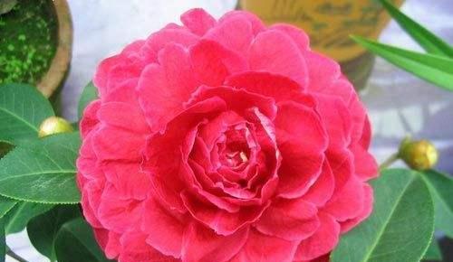 山茶花（山茶花的美丽之外）