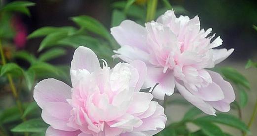 芍药花语揭示的深层含义（探寻芍药花语的真正意义）