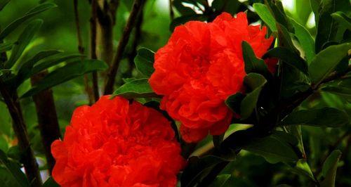石榴花花语的美好寓意（探究石榴花的花语及象征意义）