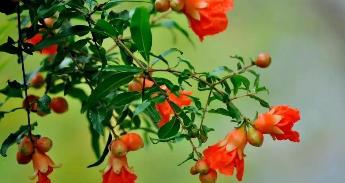 石榴花花语的美好寓意（探究石榴花的花语及象征意义）