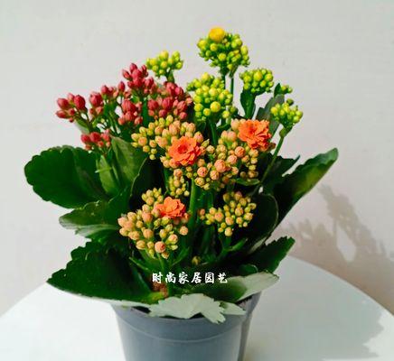 以什么花代表长寿（探索花卉文化中长寿的象征意义）