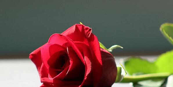 以花代表我爱你（浪漫花语）