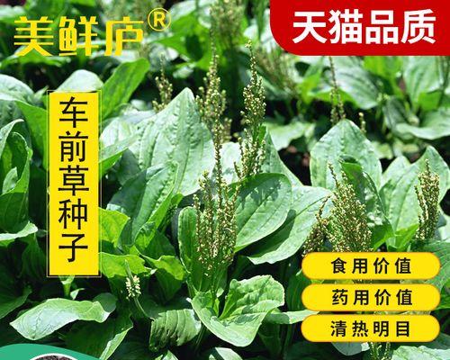 车前草种子保存与繁殖（如何留住自家车前草的种子）
