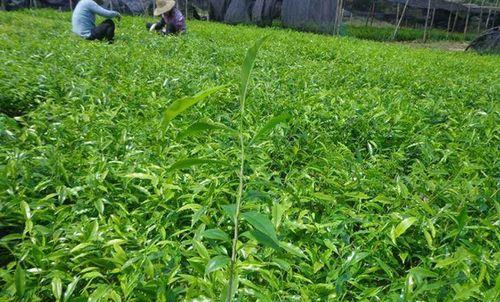 沉香的生长环境与地方条件（探寻沉香的生长环境和分布范围）