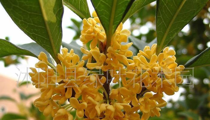 沉香桂开花时间解析（四季常青枝叶不落）