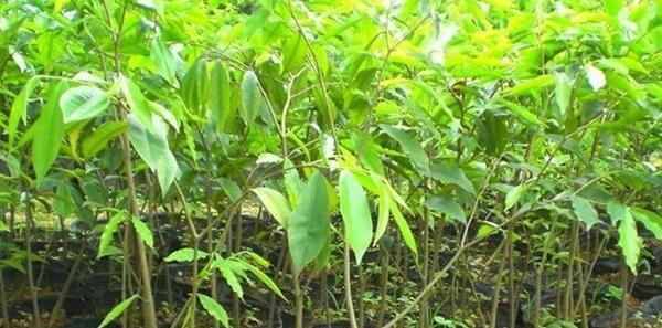 探究沉香木种植的气候条件（生长环境对沉香木产量的影响及种植技巧）