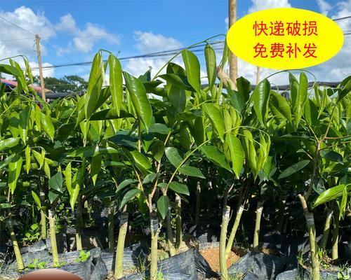 沉香树苗北方种植探究（适宜种植地点及栽培技巧解析）
