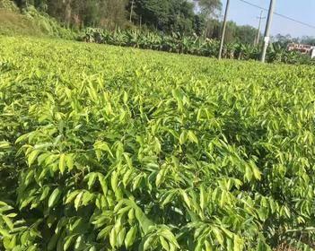 沉香树苗北方种植探究（适宜种植地点及栽培技巧解析）