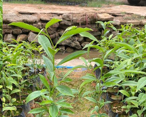 沉香树种植条件（种植环境与气候要求）