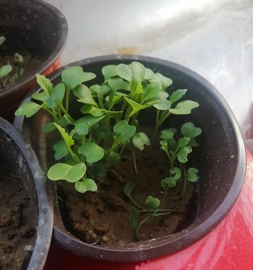 如何种植陈白菜籽——一份简明指南（逐步解析）