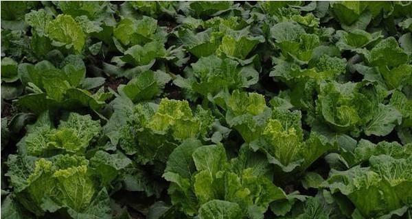 如何种植陈白菜籽——一份简明指南（逐步解析）