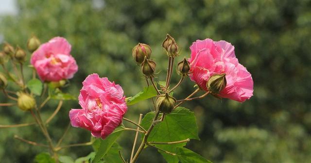 探秘成都市花——锦鸡儿（从历史到现在）