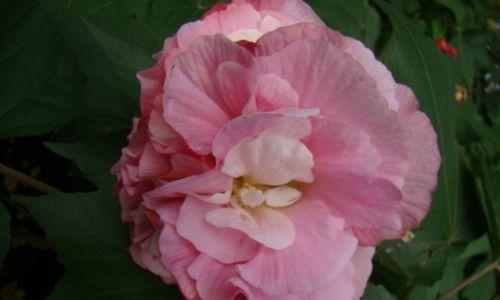 探秘成都市花——锦鸡儿（从历史到现在）