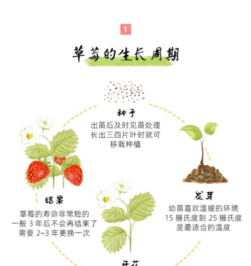 如何让橙梦露叶插快速发芽（插多久才能发芽）