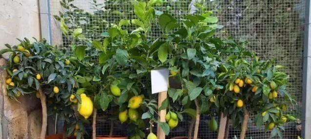 橙子籽的种植与利用（从橙子籽到果树林）