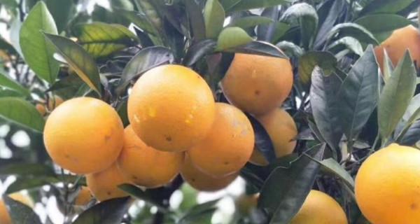 橙子原产地探秘——中国（揭秘橙子的历史渊源和种植分布）