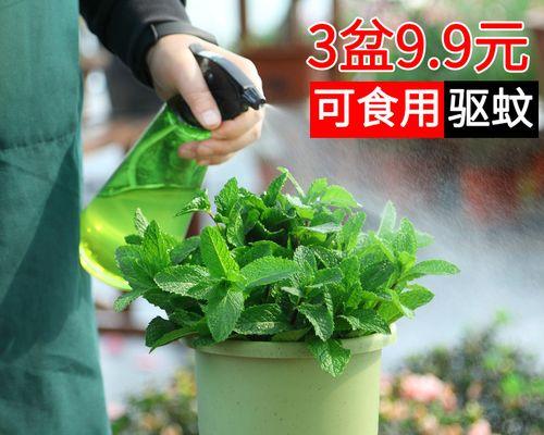 食用根类植物的益处及常见品种（从口感到健康）