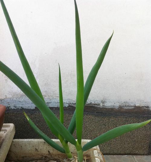 食用根类植物的益处及常见品种（从口感到健康）
