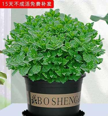 那些美味的花（探寻世界上食用花卉的奇妙之处）